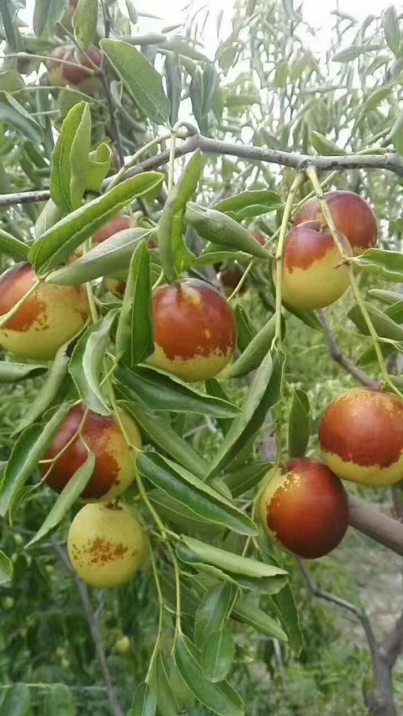 滄州黃驊冬棗 一口咬下，滿嘴的清甜與實力